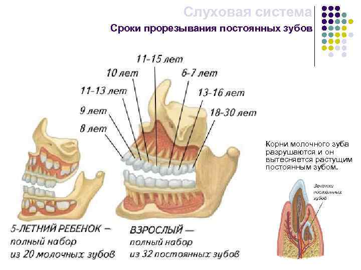 Слуховая система Сроки прорезывания постоянных зубов Корни молочного зуба разрушаются и он вытесняется растущим