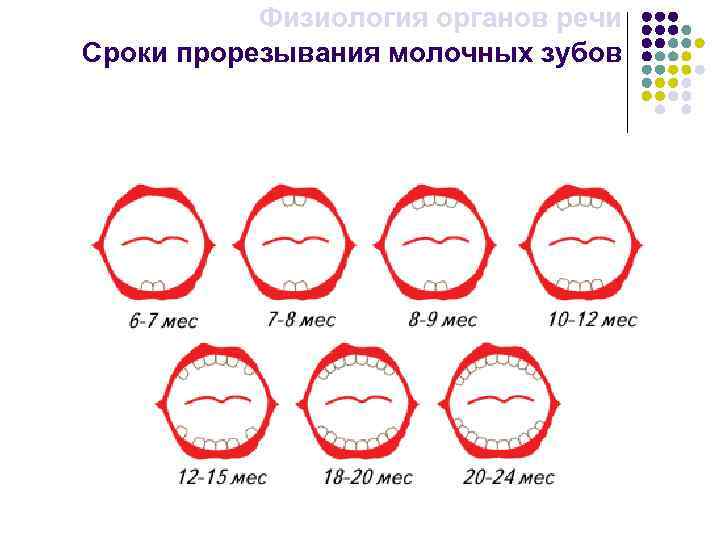 Физиология органов речи Сроки прорезывания молочных зубов 