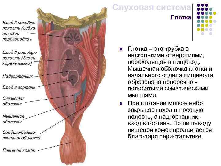 Слуховая система Глотка l l Глотка – это трубка с несколькими отверстиями, переходящая в