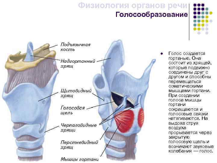 Физиология органов речи Голосообразование l Голос создается гортанью. Она состоит из хрящей, которые подвижно