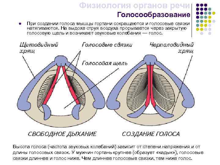 Физиология органов речи Голосообразование l При создании голоса мышцы гортани сокращаются и голосовые связки
