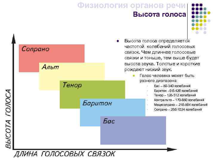 Физиология органов речи Высота голоса l Высота голоса определяется частотой колебаний голосовых связок. Чем