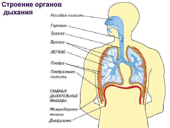 Строение органов дыхания Слуховая система Барабанная перепонка 