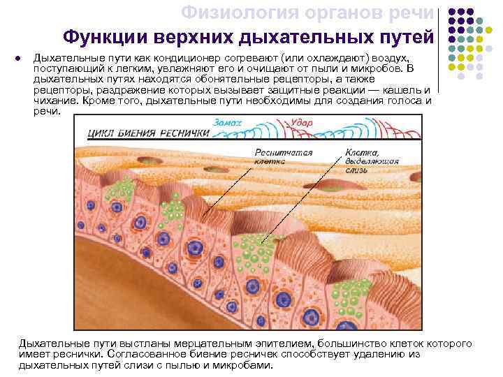 Физиология органов речи Функции верхних дыхательных путей l Дыхательные пути как кондиционер согревают (или