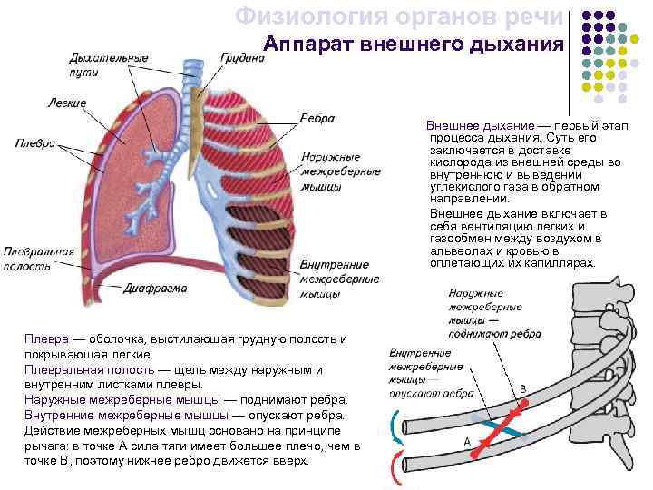 Картинки процесс дыхания