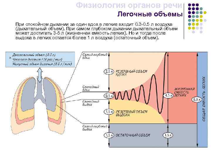 Физиология органов речи Легочные объемы При спокойном дыхании за один вдох в легкие входит