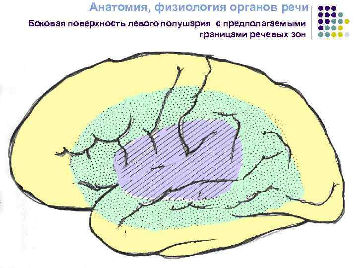 Боковая поверхность языка фото