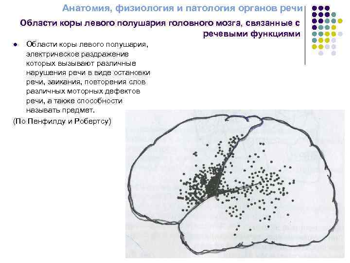 Анатомия, физиология и патология органов речи Области коры левого полушария головного мозга, связанные с