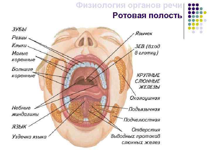 Физиология органов речи Ротовая полость 