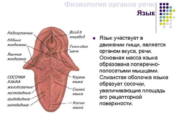 Физиология органов речи Язык l Язык участвует в движении пищи, является органом вкуса, речи.