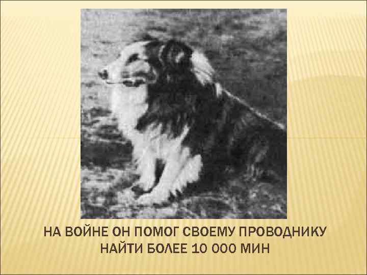 НА ВОЙНЕ ОН ПОМОГ СВОЕМУ ПРОВОДНИКУ НАЙТИ БОЛЕЕ 10 000 МИН 