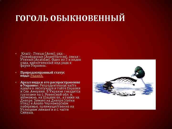 ГОГОЛЬ ОБЫКНОВЕННЫЙ • Класс - Птицы (Aves), ряд Гусеобразные (Anseriformes), семья Утиные (Anatidae). Один