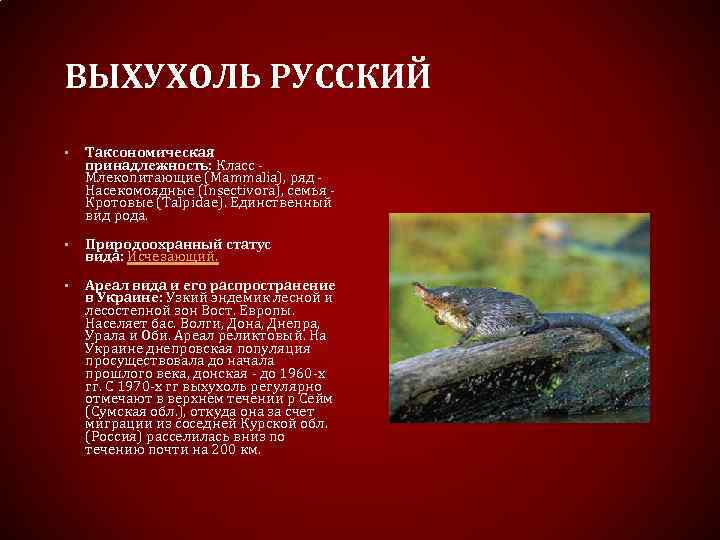 ВЫХУХОЛЬ РУССКИЙ • Таксономическая принадлежность: Класс Млекопитающие (Mammalia), ряд Насекомоядные (Insectivora), семья Кротовые (Talpidae).
