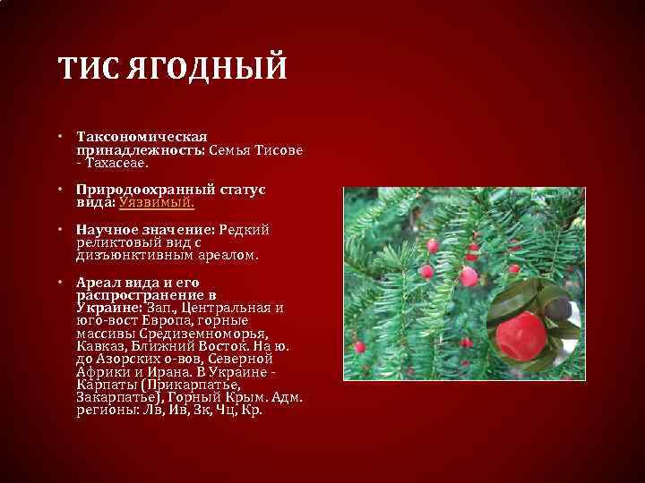 ТИС ЯГОДНЫЙ • Таксономическая принадлежность: Семья Тисове - Taxaceae. • Природоохранный статус вида: Уязвимый.