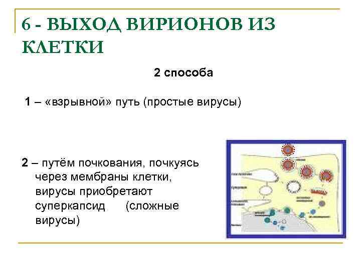 6 - ВЫХОД ВИРИОНОВ ИЗ КЛЕТКИ 2 способа 1 – «взрывной» путь (простые вирусы)