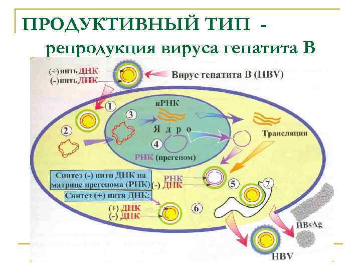 ПРОДУКТИВНЫЙ ТИП репродукция вируса гепатита В 