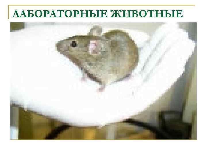 ЛАБОРАТОРНЫЕ ЖИВОТНЫЕ 