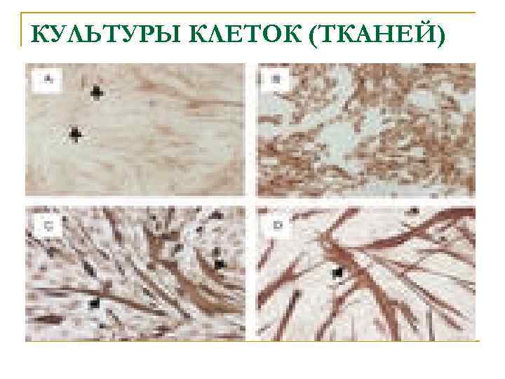 КУЛЬТУРЫ КЛЕТОК (ТКАНЕЙ) 