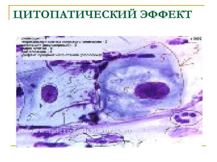 ЦИТОПАТИЧЕСКИЙ ЭФФЕКТ 