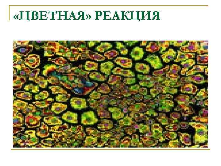  «ЦВЕТНАЯ» РЕАКЦИЯ 