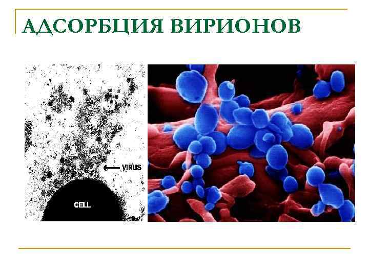АДСОРБЦИЯ ВИРИОНОВ 