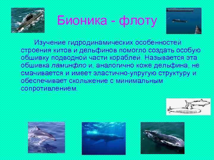 Бионика - флоту Изучение гидродинамических особенностей строения китов и дельфинов помогло создать особую обшивку