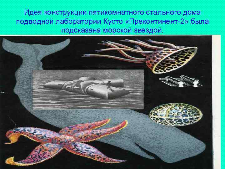 Идея конструкции пятикомнатного стального дома подводной лаборатории Кусто «Преконтинент-2» была подсказана морской звездой. 