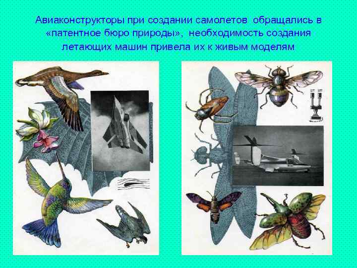 Авиаконструкторы при создании самолетов обращались в «патентное бюро природы» , необходимость создания летающих машин