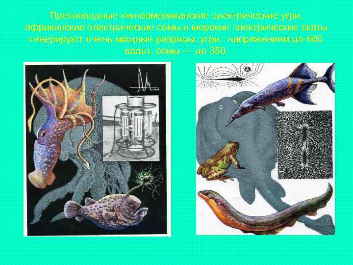 Пресноводные южноамериканские электрические угри, африканские электрические сомы и морские электрические скаты генерируют очень мощные