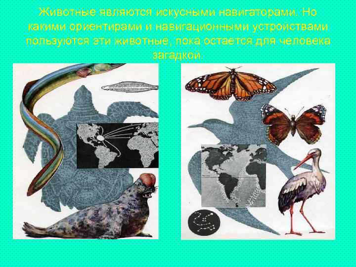 Животные являются искусными навигаторами. Но какими ориентирами и навигационными устройствами пользуются эти животные, пока