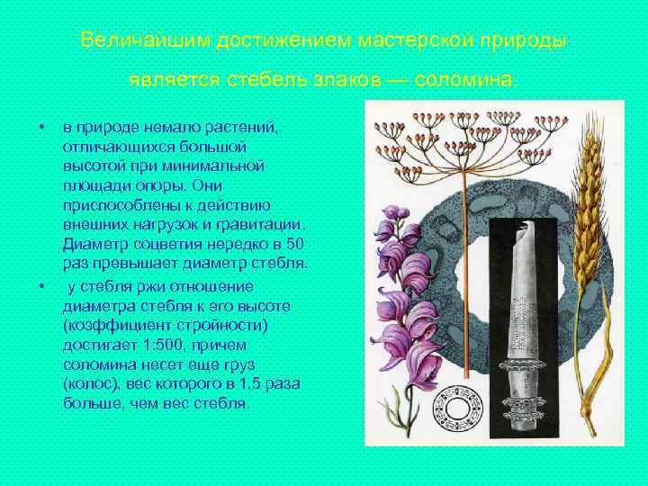 Величайшим достижением мастерской природы является стебель злаков — соломина. • • в природе немало