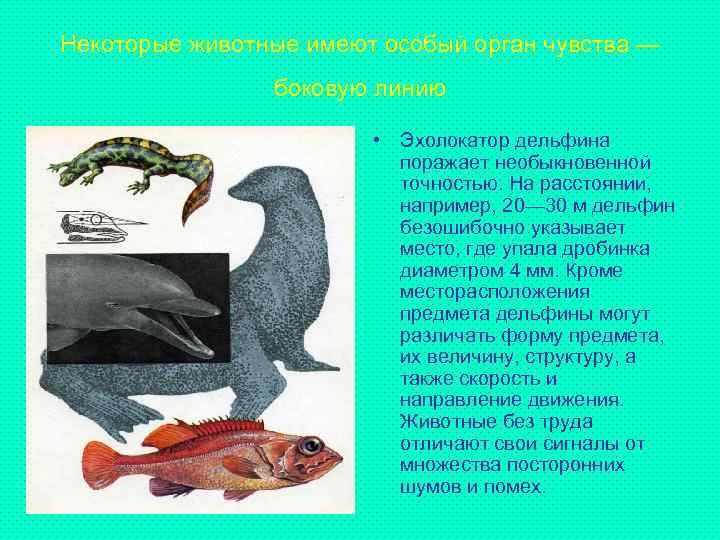 Некоторые животные имеют особый орган чувства — боковую линию • Эхолокатор дельфина поражает необыкновенной