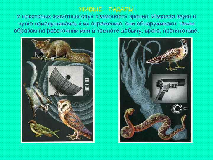 ЖИВЫЕ РАДАРЫ У некоторых животных слух «заменяет» зрение. Издавая звуки и чутко прислушиваясь к