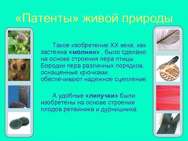  «Патенты» живой природы Такое изобретение ХХ века, как застежка «молния» , было сделано