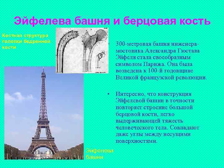 Эйфелева башня и берцовая кость Костная структура головки бедренной кости • 300 -метровая башня