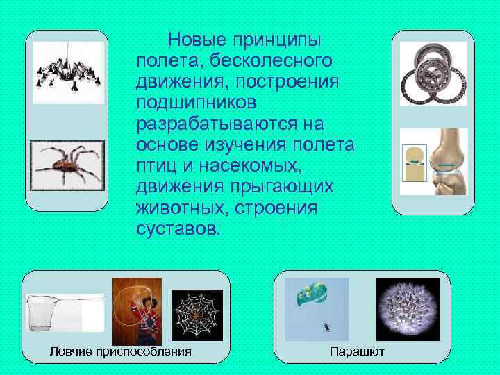 Новые принципы полета, бесколесного движения, построения подшипников разрабатываются на основе изучения полета птиц и