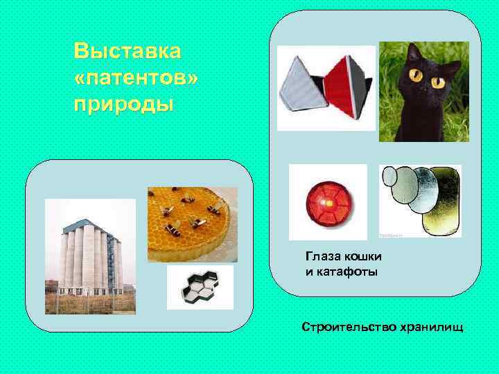 Выставка «патентов» природы Глаза кошки и катафоты Строительство хранилищ 