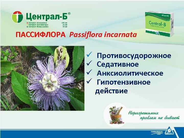 ПАССИФЛОРА Passiflora incarnatа ПАССИФЛОРА ü ü Противосудорожное Седативное Анксиолитическое Гипотензивное действие 