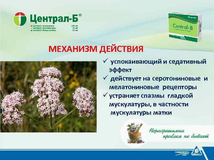 МЕХАНИЗМ ДЕЙСТВИЯ ü успокаивающий и седативный эффект ü действует на серотониновые и мелатониновые рецепторы