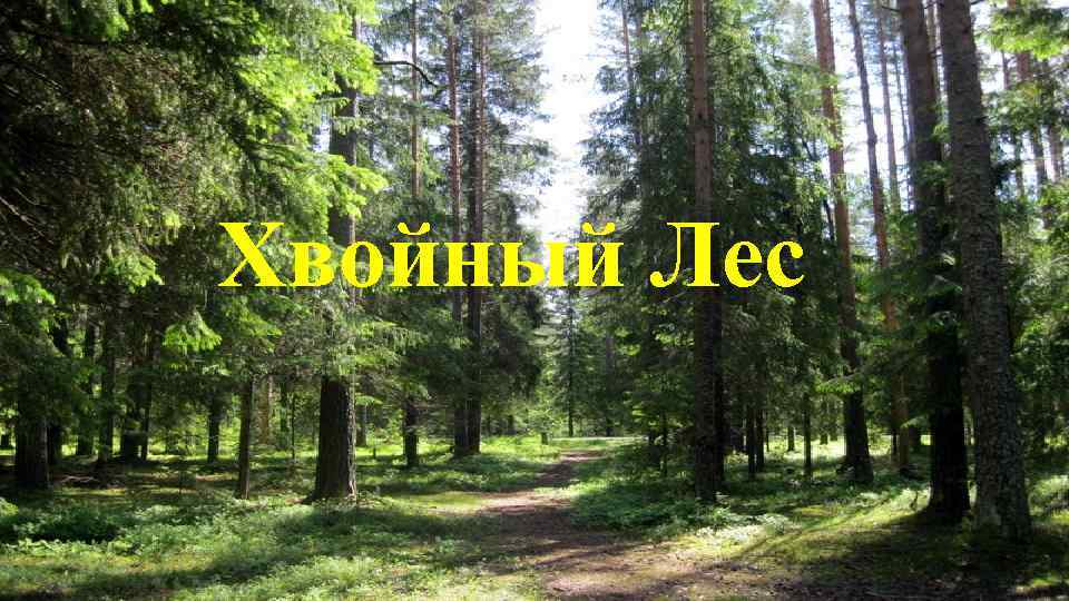 Леса 6 букв. Надпись хвойный лес. Еловый лес в Тульской области. Хвойный лес для детей старшей группы. Картинка хвойный лес в ДОУ для детей.