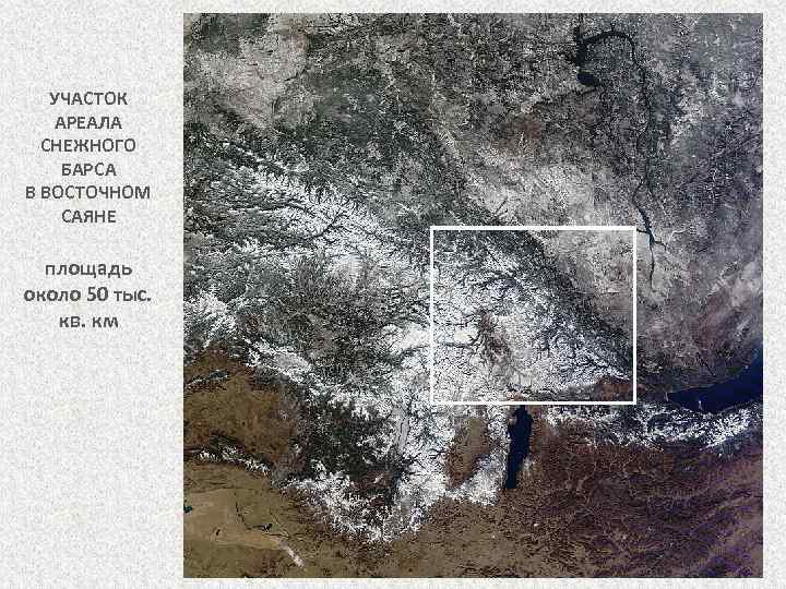 УЧАСТОК АРЕАЛА СНЕЖНОГО БАРСА В ВОСТОЧНОМ САЯНЕ площадь около 50 тыс. кв. км 