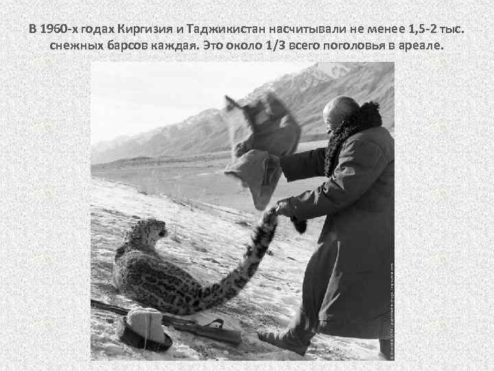 В 1960 -х годах Киргизия и Таджикистан насчитывали не менее 1, 5 -2 тыс.