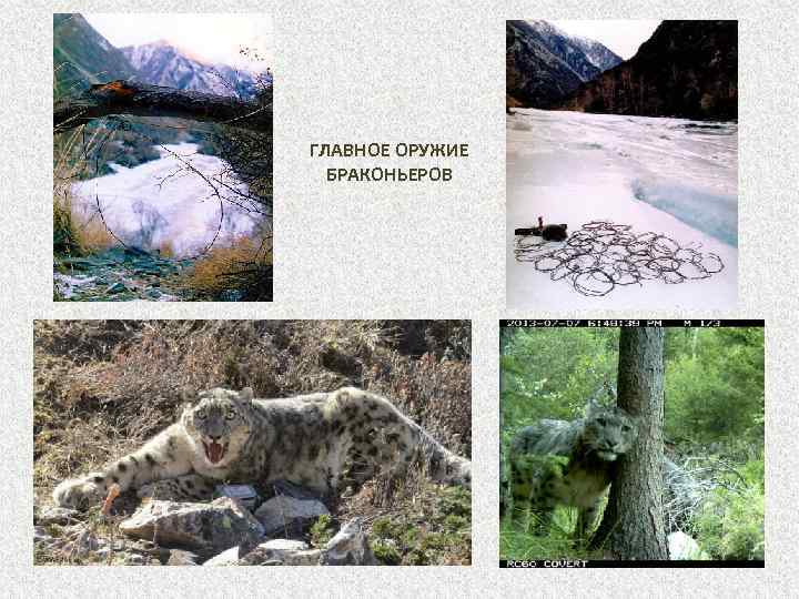 ГЛАВНОЕ ОРУЖИЕ БРАКОНЬЕРОВ 