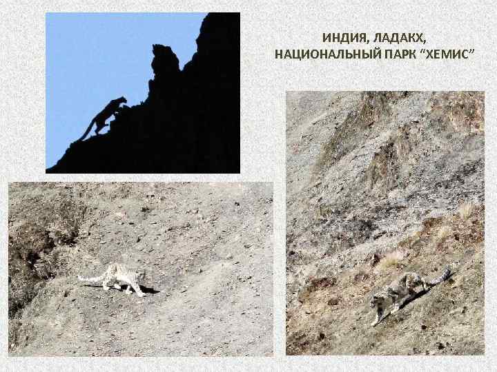 ИНДИЯ, ЛАДАКХ, НАЦИОНАЛЬНЫЙ ПАРК “ХЕМИС” 