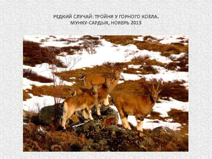 РЕДКИЙ СЛУЧАЙ: ТРОЙНЯ У ГОРНОГО КОЗЛА. МУНКУ-САРДЫК, НОЯБРЬ 2013 