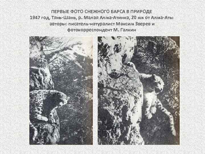 ПЕРВЫЕ ФОТО СНЕЖНОГО БАРСА В ПРИРОДЕ 1947 год, Тянь-Шань, р. Малая Алма-Атинка, 20 км