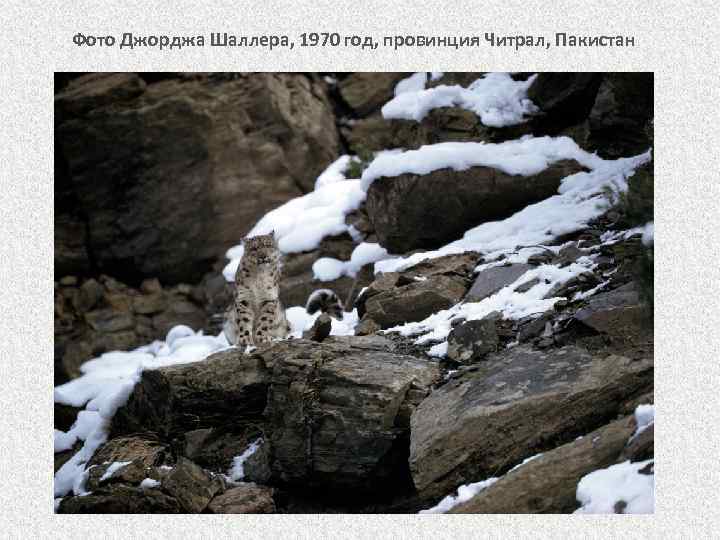 Фото Джорджа Шаллера, 1970 год, провинция Читрал, Пакистан 