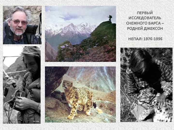 ПЕРВЫЙ ИССЛЕДОВАТЕЛЬ СНЕЖНОГО БАРСА – РОДНЕЙ ДЖЕКСОН НЕПАЛ: 1976 -1996 