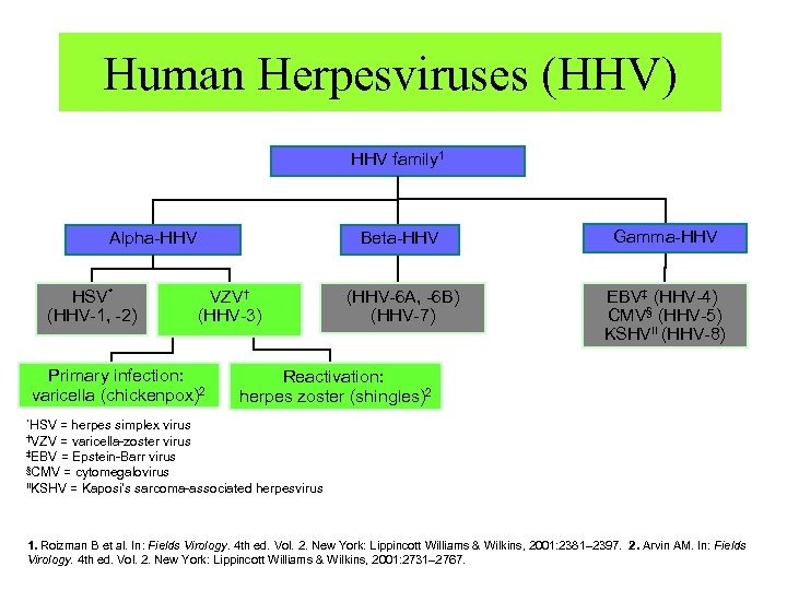Human Herpesviruses (HHV) HHV family 1 Beta-HHV Alpha-HHV HSV* (HHV-1, -2) VZV† (HHV-3) Primary