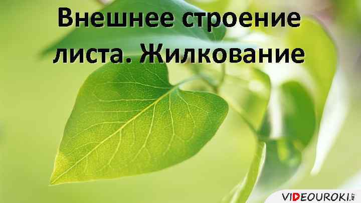 Внешнее строение листа. Жилкование 